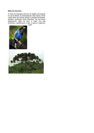 Mata de araucária
A mata de araucária situa-se na região sub-tropical,
no sul do Brasil, de temperaturas mais baixas. Entre
outros tipos de árvores abriga o pinheiro-do-paraná,
também conhecido como araucária. Da sua fauna
destacamos, além da ema, a maior ave das
Américas, a gralha-azul, o tatu, o quati e o gato-do-
                             mato.
 