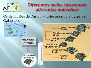 Os dentilhões de Darwin - Estudados no arquipélago
Galápagos




          Ancestral
           comum
 