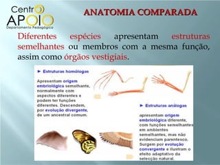 ANATOMIA COMPARADA

Diferentes  espécies    apresentam estruturas
semelhantes ou membros com a mesma função,
assim como órgãos vestigiais.
 