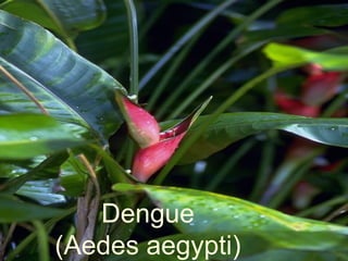 Dengue
(Aedes aegypti)
 