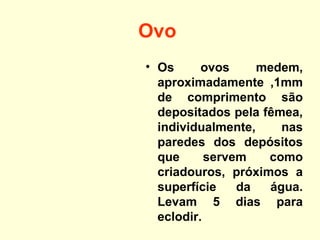 Ovo
• Os ovos medem,
aproximadamente ,1mm
de comprimento são
depositados pela fêmea,
individualmente, nas
paredes dos depósitos
que servem como
criadouros, próximos a
superfície da água.
Levam 5 dias para
eclodir.
 