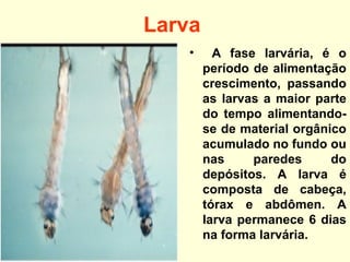 Larva
• A fase larvária, é o
período de alimentação
crescimento, passando
as larvas a maior parte
do tempo alimentando-
se de material orgânico
acumulado no fundo ou
nas paredes do
depósitos. A larva é
composta de cabeça,
tórax e abdômen. A
larva permanece 6 dias
na forma larvária.
 