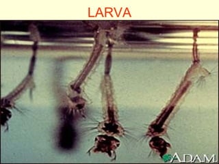 LARVA
 