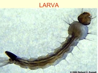 LARVA
 