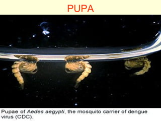 PUPA
 