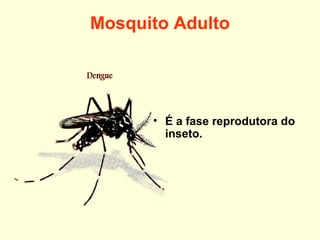 Mosquito Adulto
• É a fase reprodutora do
inseto.
 