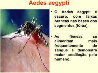 Aedes aegypti
• O Aedes aegypti é
escuro, com faixas
brancas nas bases dos
segmentos (tórax).
• As fêmeas se
alimentam mais
frequentemente de
sangue e demonstra
maior predileção pelo
humano.
 