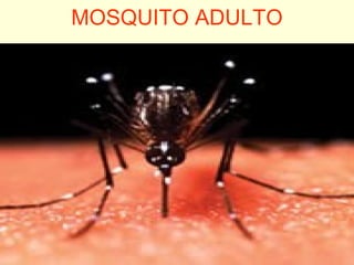 MOSQUITO ADULTO
 