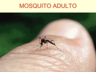 MOSQUITO ADULTO
 