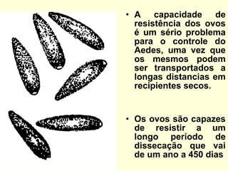 • A capacidade de
resistência dos ovos
é um sério problema
para o controle do
Aedes, uma vez que
os mesmos podem
ser transportados a
longas distancias em
recipientes secos.
• Os ovos são capazes
de resistir a um
longo período de
dissecação que vai
de um ano a 450 dias
 
