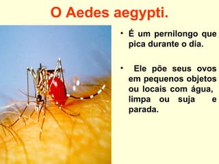 O Aedes aegypti.
• É um pernilongo que
pica durante o dia.
• Ele põe seus ovos
em pequenos objetos
ou locais com água,
limpa ou suja e
parada.
 