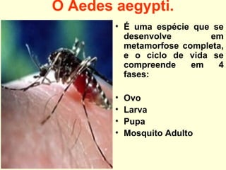 O Aedes aegypti.
• É uma espécie que se
desenvolve em
metamorfose completa,
e o ciclo de vida se
compreende em 4
fases:
• Ovo
• Larva
• Pupa
• Mosquito Adulto
 