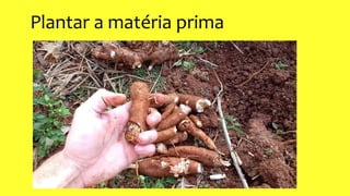 Plantar a matéria prima
 