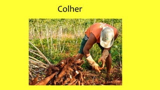 Colher
 