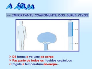 A ÁGUA -- IMPORTANTE COMPONENTE DOS SERES VIVOS Dá  forma  e  volume  ao corpo Faz parte de todos os  líquidos orgânicos Regula  a  temperatura  do corpo 