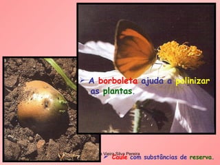 A   borboleta   ajuda a  polinizar as  plantas . Caule   com   substâncias de  reserva . 