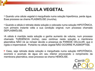 CÉLULA VEGETAL
• Quando uma célula vegetal é mergulhada numa solução hipertônica, perde água.
Esse processo se chama PLASMÓLISE (murcha).

• Quando a célula é retirada desta solução e colocada numa solução HIPOTÔNICA,
num primeiro instante volta a sua condição original, num processo chamado
DEPLASMÓLISE.

•A célula é mantida nesta solução e ganha aumento de volume, num processo
chamado TURGÊNCIA (incha), caso continue nesta solução a membrana
plasmática NÃO irá se romper devido a presença da PAREDE CELULAR, que é
rígida e impermeável. Portanto na célula vegetal NÃO OCORRE PLASMOPTISE.

  Caso, seja retirada desta solução e mergulhada numa solução HIPOTÔNICA,
ocorrerá o acúmulo de água em seu interior provocando o rompimento da
membrana plasmática, esse processo se chama HEMÓLISE.
 