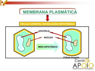 MEMBRANA PLASMÁTICA

CÉLULA VEGETAL EM SOLUÇÃO HIPOTÔNICA.

            VACÚOLO


                NÚCLEO



            MEIO HIPOTÔNICO




                              Célula túrgida
 