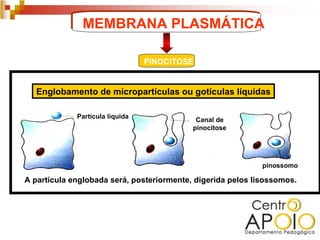 MEMBRANA PLASMÁTICA

                                 PINOCITOSE


   Englobamento de micropartículas ou gotículas líquidas

             Partícula líquida
                                            Canal de
                                           pinocitose




                                                             pinossomo

A partícula englobada será, posteriormente, digerida pelos lisossomos.
 