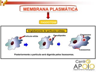 MEMBRANA PLASMÁTICA

                            FAGOCITOSE


             Englobamento de partículas sólidas.

                                      Pseudópodes             Fagossomo
         Partícula sólida




                                                             Lisossomos

Posteriormente a partícula será digerida pelos lisossomos.
 