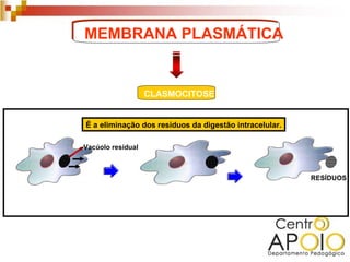 MEMBRANA PLASMÁTICA


                   CLASMOCITOSE


É a eliminação dos resíduos da digestão intracelular.

Vacúolo resídual



                                                        RESÍDUOS
 