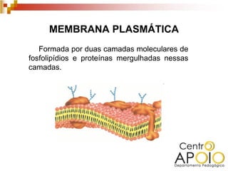 MEMBRANA PLASMÁTICA
   Formada por duas camadas moleculares de
fosfolipídios e proteínas mergulhadas nessas
camadas.
 
