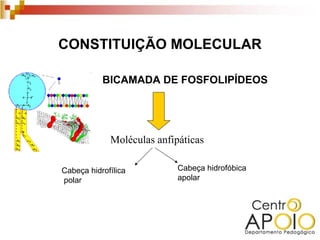 CONSTITUIÇÃO MOLECULAR

           BICAMADA DE FOSFOLIPÍDEOS




             Moléculas anfipáticas

Cabeça hidrofílica          Cabeça hidrofóbica
polar                       apolar
 
