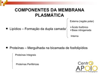 COMPONENTES DA MEMBRANA
             PLASMÁTICA
                                           Externa (região polar)

                                           Ácido fosfórico
   Lipídios – Formação da dupla camada    Base nitrogenada

                                           Interna



   Proteínas – Mergulhada na bicamada de fosfolipídios

       Proteínas Integrais


        Proteínas Periféricas
 
