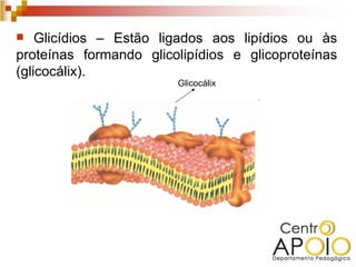   Glicídios – Estão ligados aos lipídios ou às
proteínas formando glicolipídios e glicoproteínas
(glicocálix).
                        Glicocálix
 