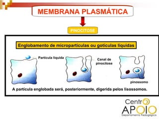 MEMBRANA PLASMÁTICA

                                 PINOCITOSE


  Englobamento de micropartículas ou gotículas líquidas

             Partícula líquida
                                               Canal de
                                              pinocitose




                                                             pinossomo

A partícula englobada será, posteriormente, digerida pelos lisossomos.
 