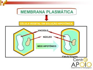 MEMBRANA PLASMÁTICA

CÉLULA VEGETAL EM SOLUÇÃO HIPOTÔNICA.

            VACÚOLO


                NÚCLEO



            MEIO HIPOTÔNICO




                              Célula túrgida
 