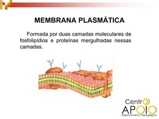 MEMBRANA PLASMÁTICA
   Formada por duas camadas moleculares de
fosfolipídios e proteínas mergulhadas nessas
camadas.
 