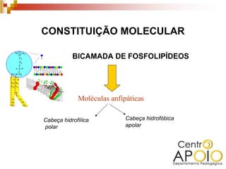CONSTITUIÇÃO MOLECULAR

           BICAMADA DE FOSFOLIPÍDEOS




             Moléculas anfipáticas

Cabeça hidrofílica          Cabeça hidrofóbica
polar                       apolar
 