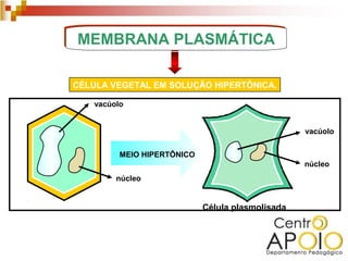MEMBRANA PLASMÁTICA

CÉLULA VEGETAL EM SOLUÇÃO HIPERTÔNICA.

    vacúolo


                                                   vacúolo


          MEIO HIPERTÔNICO
                                                   núcleo
         núcleo


                             Célula plasmolisada
 