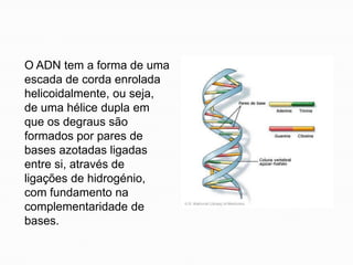 O ADN tem a forma de uma
escada de corda enrolada
helicoidalmente, ou seja,
de uma hélice dupla em
que os degraus são
formados por pares de
bases azotadas ligadas
entre si, através de
ligações de hidrogénio,
com fundamento na
complementaridade de
bases.
 