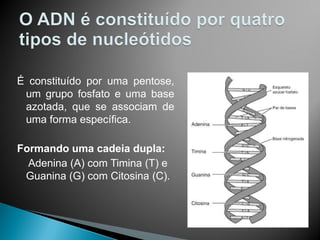 É constituído por uma pentose,
 um grupo fosfato e uma base
 azotada, que se associam de
 uma forma específica.

Formando uma cadeia dupla:
  Adenina (A) com Timina (T) e
 Guanina (G) com Citosina (C).
 