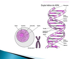 Dupla hélice do ADN
 