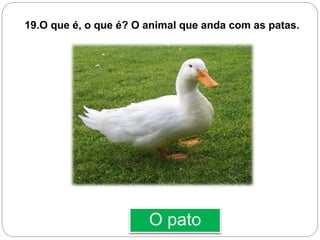 O pato
19.O que é, o que é? O animal que anda com as patas.
 