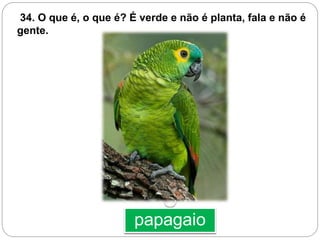 O
papagaio
34. O que é, o que é? É verde e não é planta, fala e não é
gente.
 