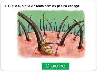 O piolho
6. O que é, o que é? Anda com os pés na cabeça.
 