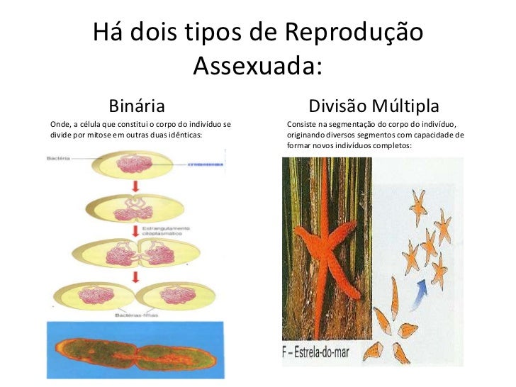 O que é reprodução assexuada