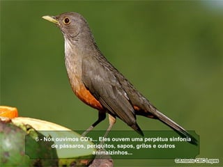 6 - Nós ouvimos CD's... Eles ouvem uma perpétua sinfonia 
      de pássaros, periquitos, sapos, grilos e outros 
                     animaizinhos...
 