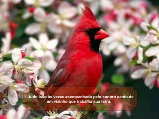 ...tudo isso às vezes acompanhado pelo sonoro canto de um vizinho que trabalha sua terra.   