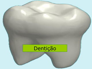 Dentição 