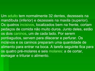 Um  adulto  tem normalmente 32 dentes, dezesseis na mandíbula (inferior) e dezesseis na maxila (superior). Os quatros  incisivos , localizados bem na frente, cortam pedaços de comida não muito duros. Junto deles, estão os dois  caninos , um de cada lado. Por serem pontiagudos, servem para dilacerar e perfurar. Os incisivos e os caninos preparam uma quantidade de alimento para entrar na boca. A tarefa seguinte fica para os quatro pré-molares e seis  molares : a de cortar, esmagar e triturar o alimento.  