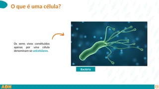 O que é uma célula_.pptx...................... | PPTX