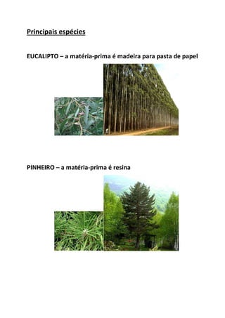 Principais espécies
EUCALIPTO – a matéria-prima é madeira para pasta de papel
PINHEIRO – a matéria-prima é resina
 