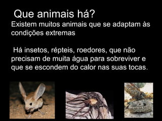 Que animais há?
Existem muitos animais que se adaptam às
condições extremas
Há insetos, répteis, roedores, que não
precisam de muita água para sobreviver e
que se escondem do calor nas suas tocas.
 