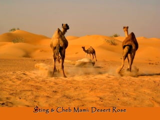 Sting & Cheb Mami: Desert RoseSting & Cheb Mami: Desert Rose
 