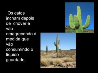 •Os catos
incham depois
de chover e
vão
emagrecendo à
medida que
vão
consumindo o
líquido
guardado.
 